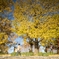 autumn for tokyoites 2023