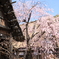 白川郷の春