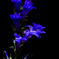 Great Blue Lobelia