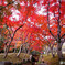 紅葉散歩2023✿晩秋の朝