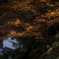 西山興隆寺の照紅葉