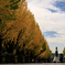 Autumn on the approach to the shrine