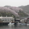 江田島の桜