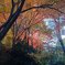 紅葉　小道