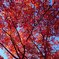 紅葉の赤