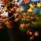 【根来寺】鮮やかな紅葉