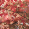 紅葉まつり in 呑山観音寺