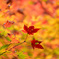 岩屋堂公園　紅葉