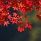 a pretty leaf