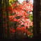 紅葉狩り 