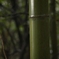 竹