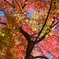緑と紅のグラデーション①