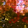 緑と紅のグラデーション②