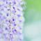 Cool of wistaria