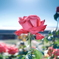 コスモスだけならぬ秋薔薇の開花もやや遅め4