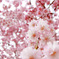 花筐桜 