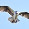 大空を舞うミサゴ
