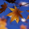 紅葉_昭和記念公園