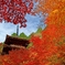 血染めの紅葉
