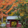 秋の百済寺