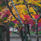 南禅寺 秋の華やぎ　IMG2330zz
