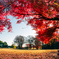 神代植物公園【自由広場：芝生沿いの紅葉】③20231202銀塩NLP