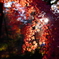 紅葉狩り2023