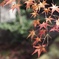 光に輝く紅葉