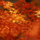 磊々峡の照紅葉