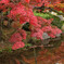 水辺の紅葉2