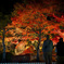 松山城の紅葉Light up