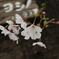 EOS60D 039