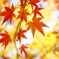 紅葉　黄金の背景