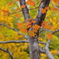 紅葉_昭和記念公園