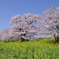 菜の花と桜