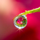 雫の花煌めいて