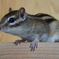 DSC02115_1