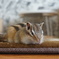 DSC02107_1