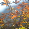 紅葉も終わりですね