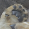 百獣の王の肉球