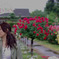 雨の日のバラ園
