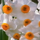 Narcissus