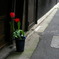 路傍の鉢