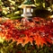 灯籠紅葉灯