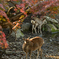 見返り鹿と紅葉