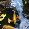 懐かしの人面魚