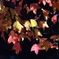 紅葉23-⑨