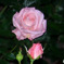 園に咲いていたバラの花