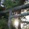 石の鳥居*°