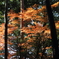 林の中の紅葉